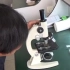 用显微镜观察洋葱鳞片叶表皮细胞装片