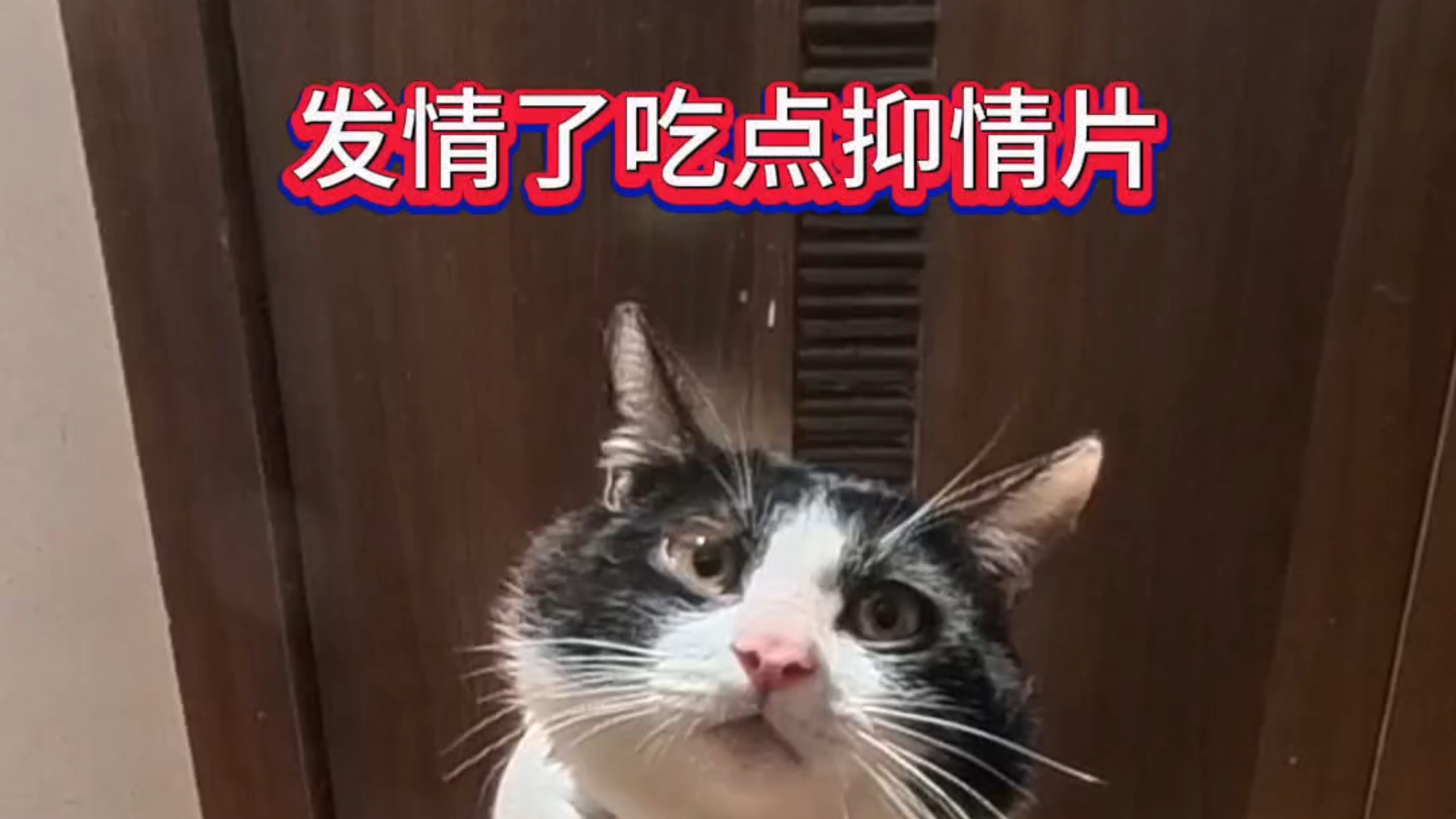 #猫发情 #猫咪发情 #奶牛猫 #被迫营业的猫猫 #流浪猫福利院