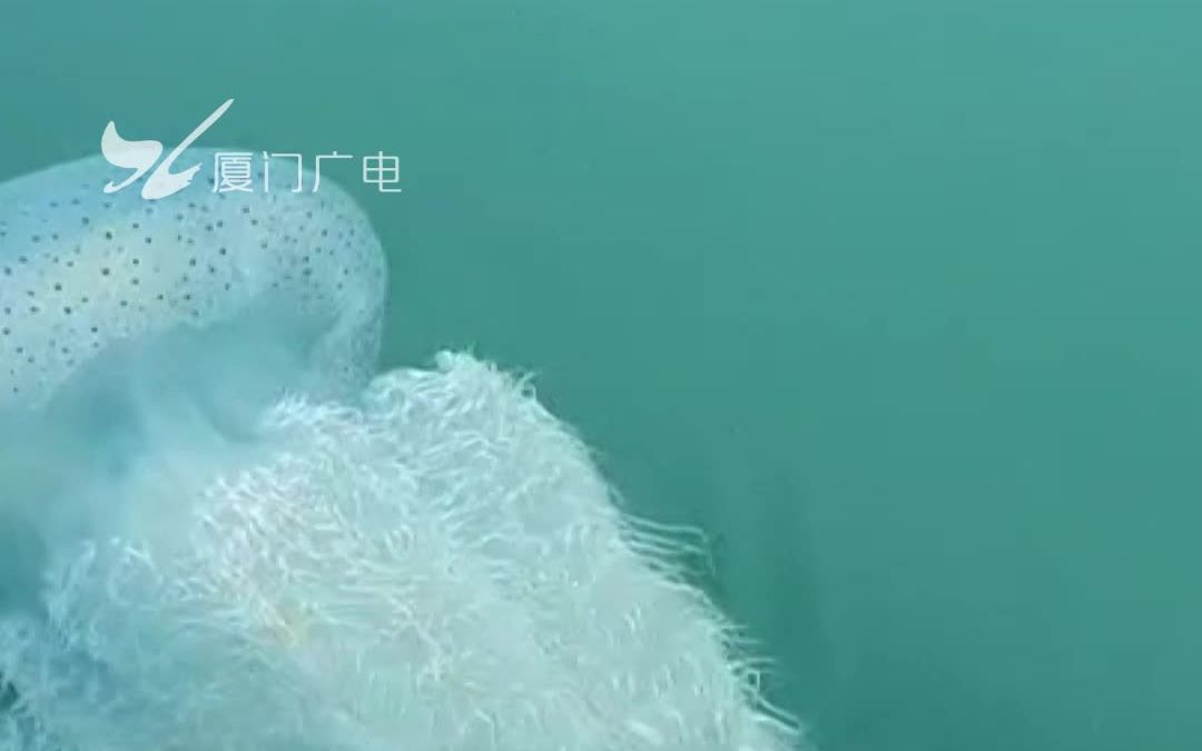 台南出现大量水母聚集漂浮奇景