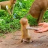 小猴子露西与人握手，感谢投喂它