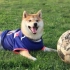 [柴犬Daifuku的日常]锵锵锵！我是最萌的足球小将(*•̀ㅂ•́)و