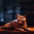 【中字】猫猫模拟器《迷失》发售日公布预告
