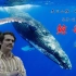 【文曰小强】5分钟速读刘慈欣1999年“将鲸鱼改造成潜艇”的科幻作品《鲸歌》