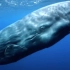 【鲸鸣】鲸鱼真实遥远而又神秘的生物～听他们凄凉的鸣叫！