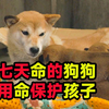 被人遗弃的小狗，用7天生命守护自己的孩子，最终迎来了奇迹