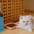 C3帕缇朵|C3猫粮  无麸质系列猫粮看你享受美食的模样 [爱心]就是最甜蜜的小确幸
