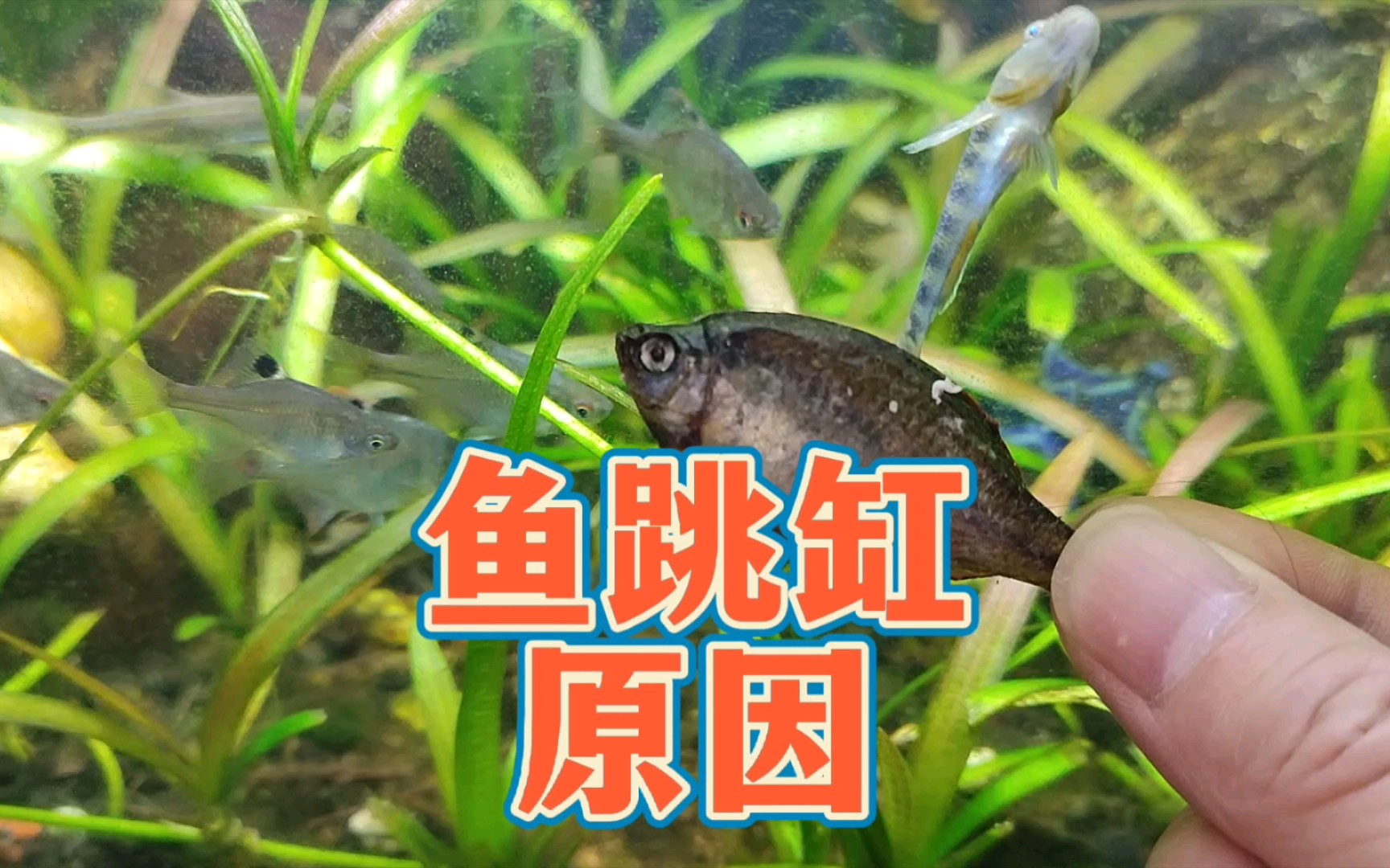 又跳了！想不开还是向往外面的世界？鱼跳缸的常见原因和预防鱼虾跳缸方法。黑壳虾跳缸是怎么回事？容易造成鱼跳缸的几种原因，减少鱼跳出鱼缸的办法，鸫龟先生原创视频