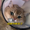 猫：我不想被“尿”憋死
