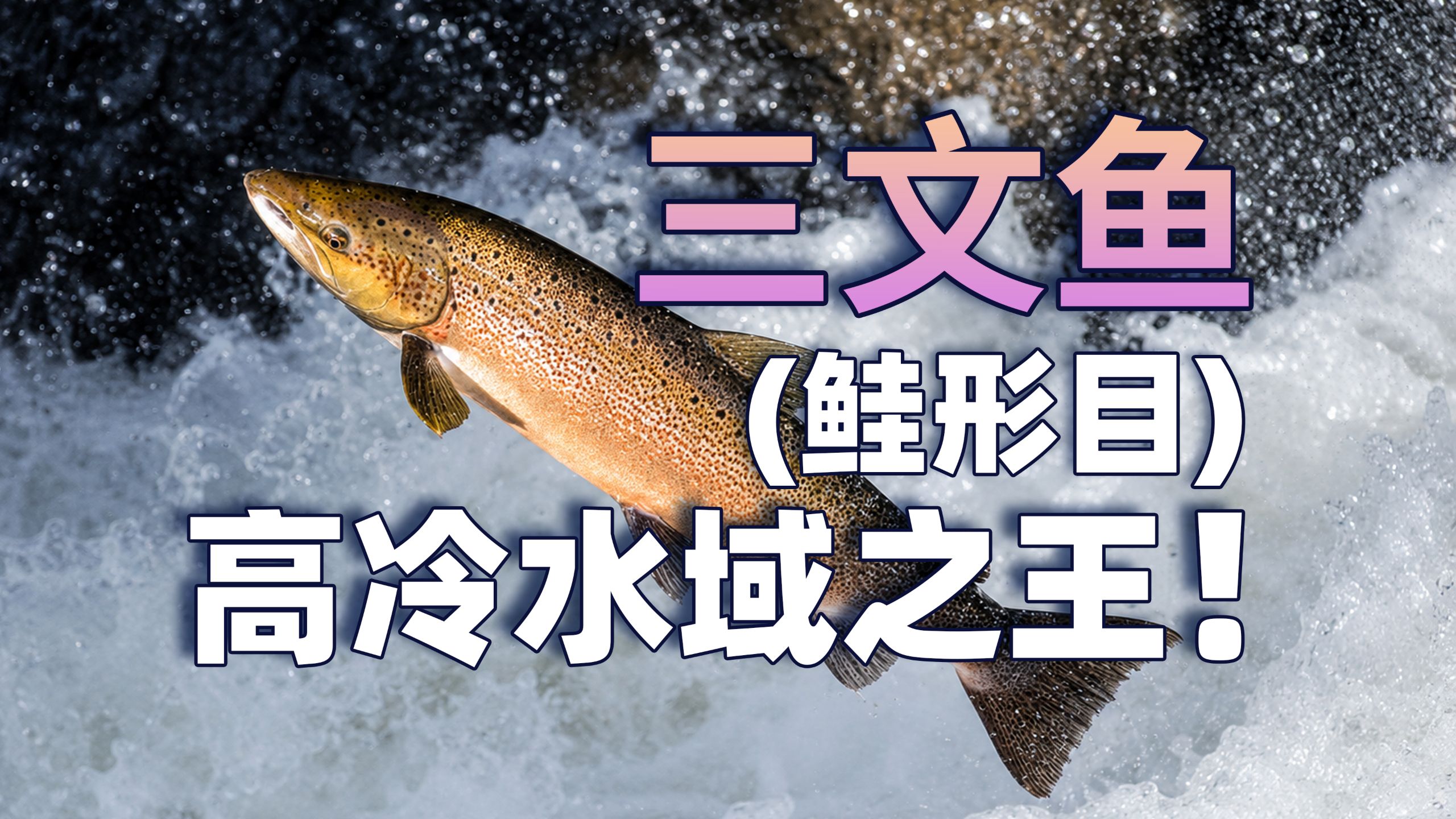 怎么区分真假三文鱼，童年十米水怪又是何物？鲑形目高冷王者！