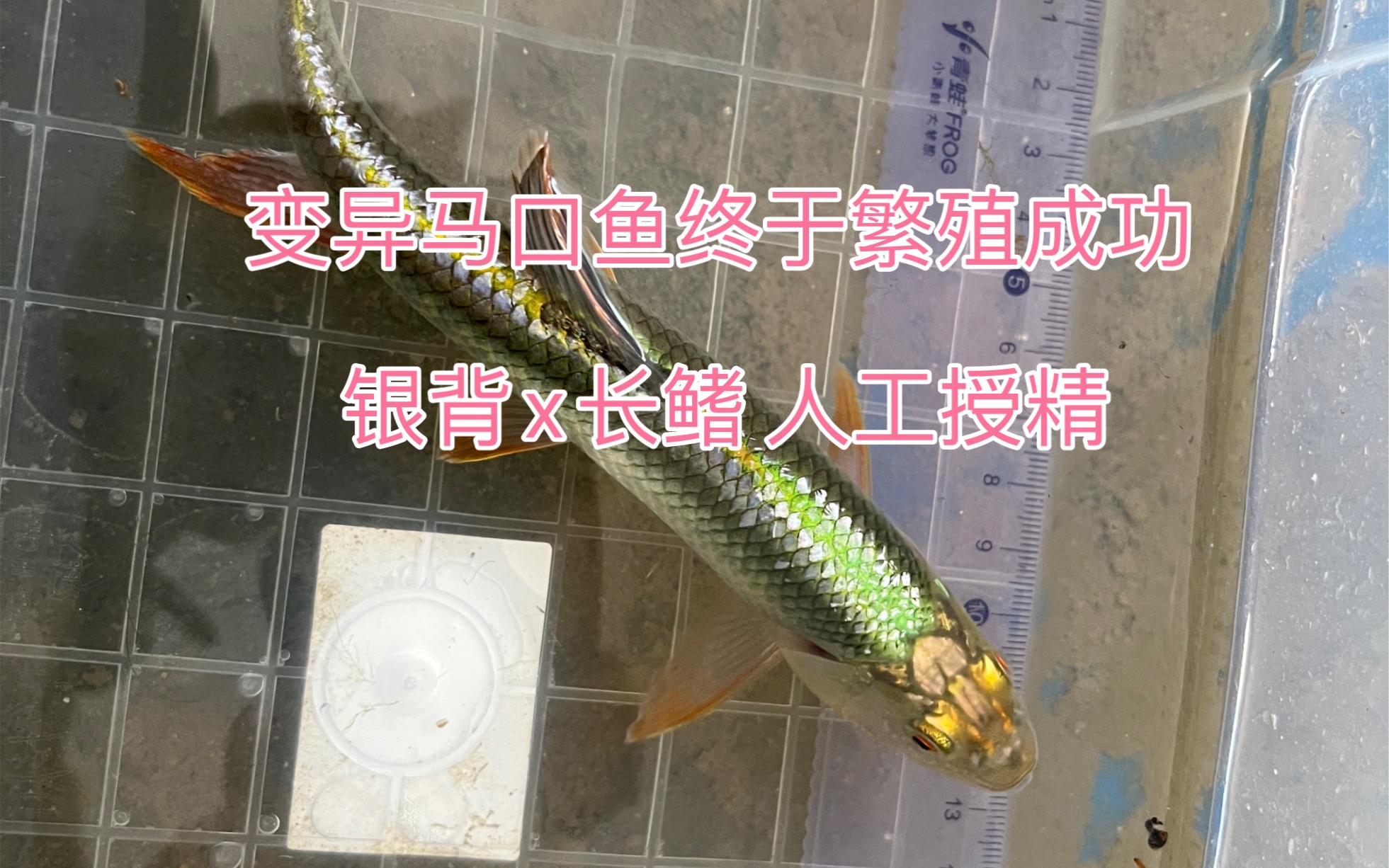 变异马口鱼终于繁殖成功 银背x长鳍 人工授精记录