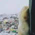 北极熊没有食物只能吃垃圾