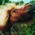  Wild Horses (Antonia feat. Jay Sean)