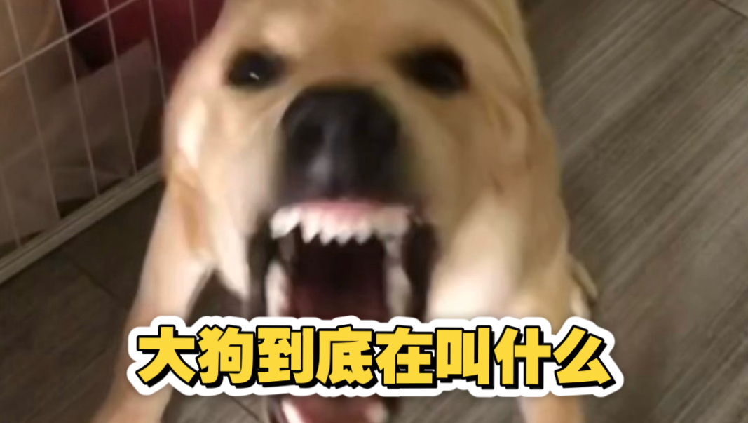 实拍：大狗叫每天到底在嚼些什么？！