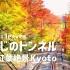 日本第一京都红叶隧道绝景 Kyoto momiji leaves もみじのトンネル4K