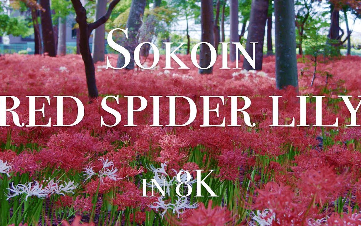 RED Helium 8K 祖光院 曼珠沙华 Sokoin RED Spider Lily,Chiba,Japan哔哩哔哩bilibili