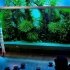 【Green Aqua】世界上最有名的水草缸-天野尚家里的水族馆