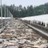 涿州洪水致一鲟鱼养殖场臭鱼堆积如山：200万斤鱼，损失3千万