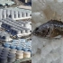 日本声称核污水影响很小 福岛民众：不知道鱼都被辐射啥样了