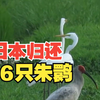 时隔8年 日本将再次进行朱鹮归还活动