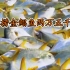 湛江深海捕捞金鲳鱼两万五千斤