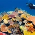 澳大利亚·大堡礁 I 世上最大、最美，经历最多生死考验的珊瑚礁群