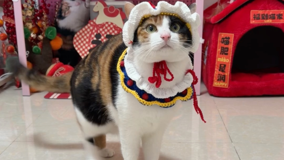 小猫不理解什么叫通货膨胀