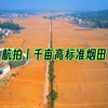 俯瞰千亩烟田，航拍展现高标准农田新风貌#新农村#新农业#农田#航拍#种植