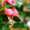 手机特写镜头，什么手机它都行