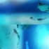 360° Great Hammerhead Shark Encounter  National Geographic