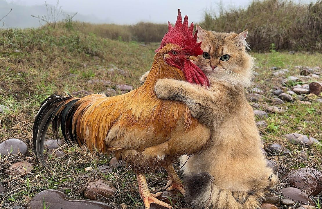 公鸡和小猫感情深厚，公鸡紧紧抱着小猫