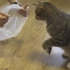 猫咪诱捕器?：塑料袋