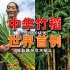 世界首创的中国农业技术！竹子和水稻都能杂交，种出竹子味的大米