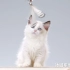 【萌宠】【矮脚布偶】这么萌的猫咪宝宝有谁会讨厌一只，粘人可爱颜值高的布偶猫呢？