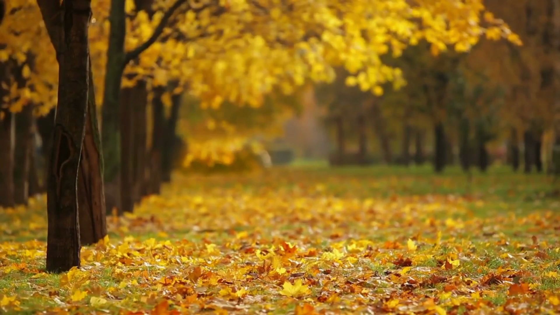 【摄影素材】秋天落叶黄，金色之秋
