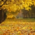 【摄影素材】秋天落叶黄，金色之秋