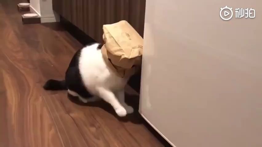 日本一位网友表示，自己家的猫特别喜欢把纸袋套在头上然后在屋子里探险