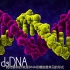 DNA的结构