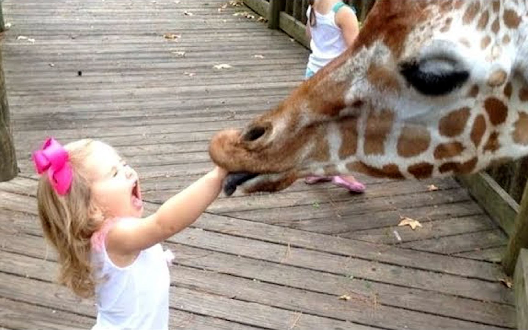 萌娃投喂长颈鹿，却被爸爸坑惨了：果然安全的时候爸爸是最大危险！