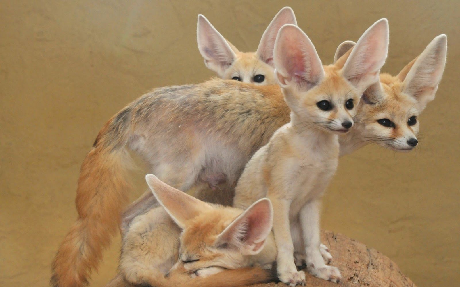 印地安狐狸 库存图片. 图片 包括有 黄色, 本质, 沙漠, 狐狸, 古杰雷特, 哺乳动物, 印第安语, 野生生物 - 42039345