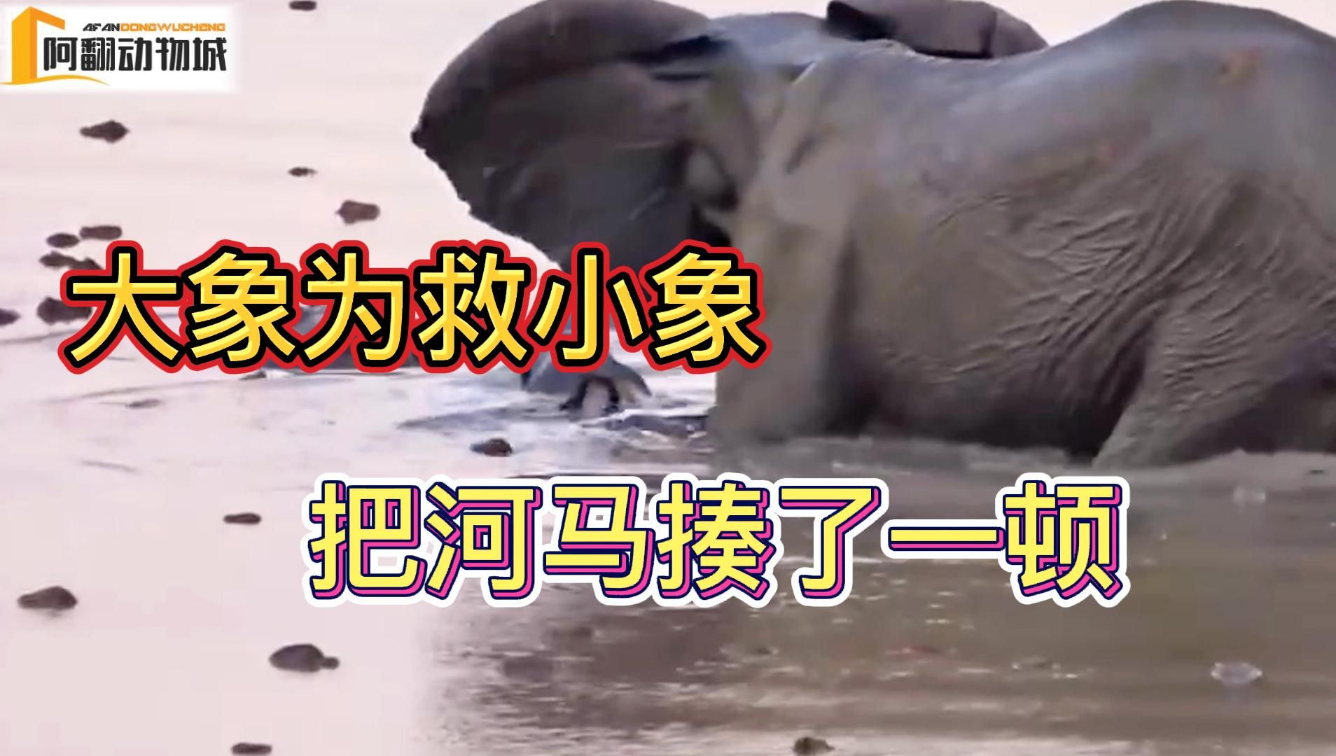 小象落水，差点落入河马口中，结果河马被大象揍了一顿