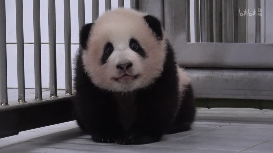 《动物农场》20210117 下 带来幸福的熊猫宝宝