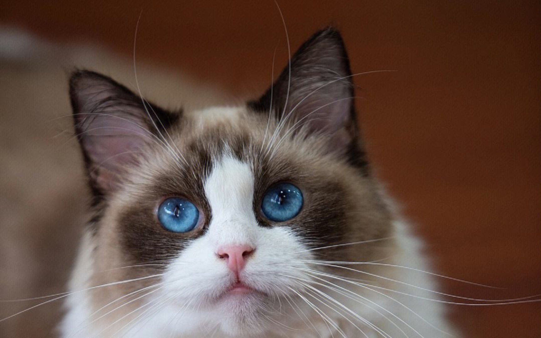 [sub]布偶猫一样蓝色的眼睛