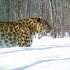 我国境内的一只东北豹被拍到 比东北虎更稀有的物种