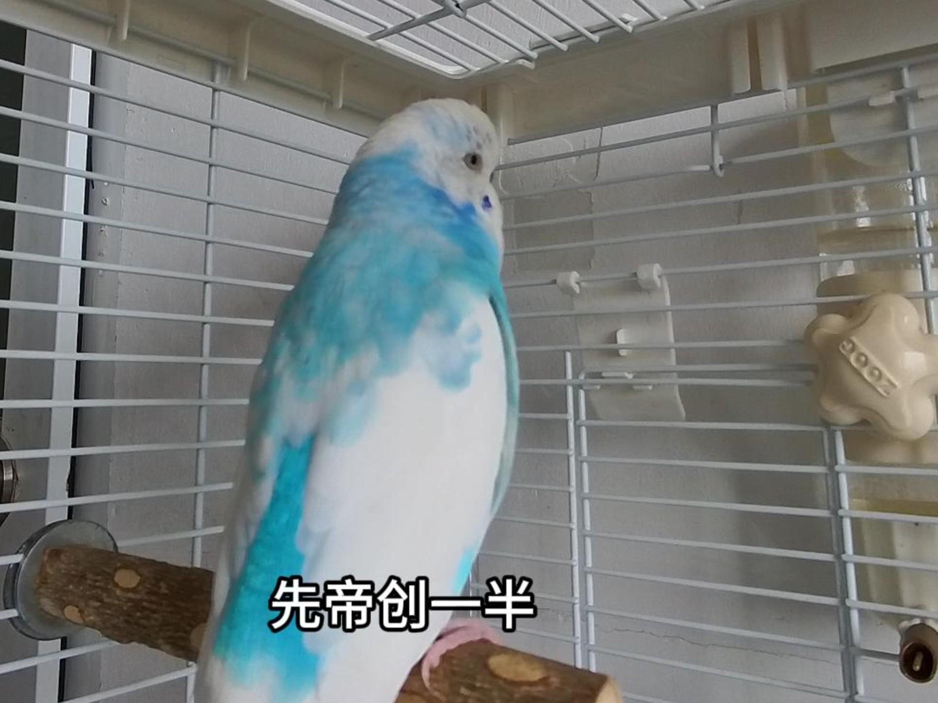 字幕下载