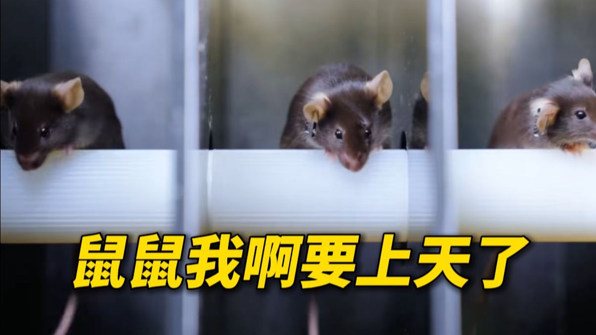 小鼠航天员选拔vlog 为了拿到太空入场券，一路过关斩将，训练、考核……每一步都硬核！