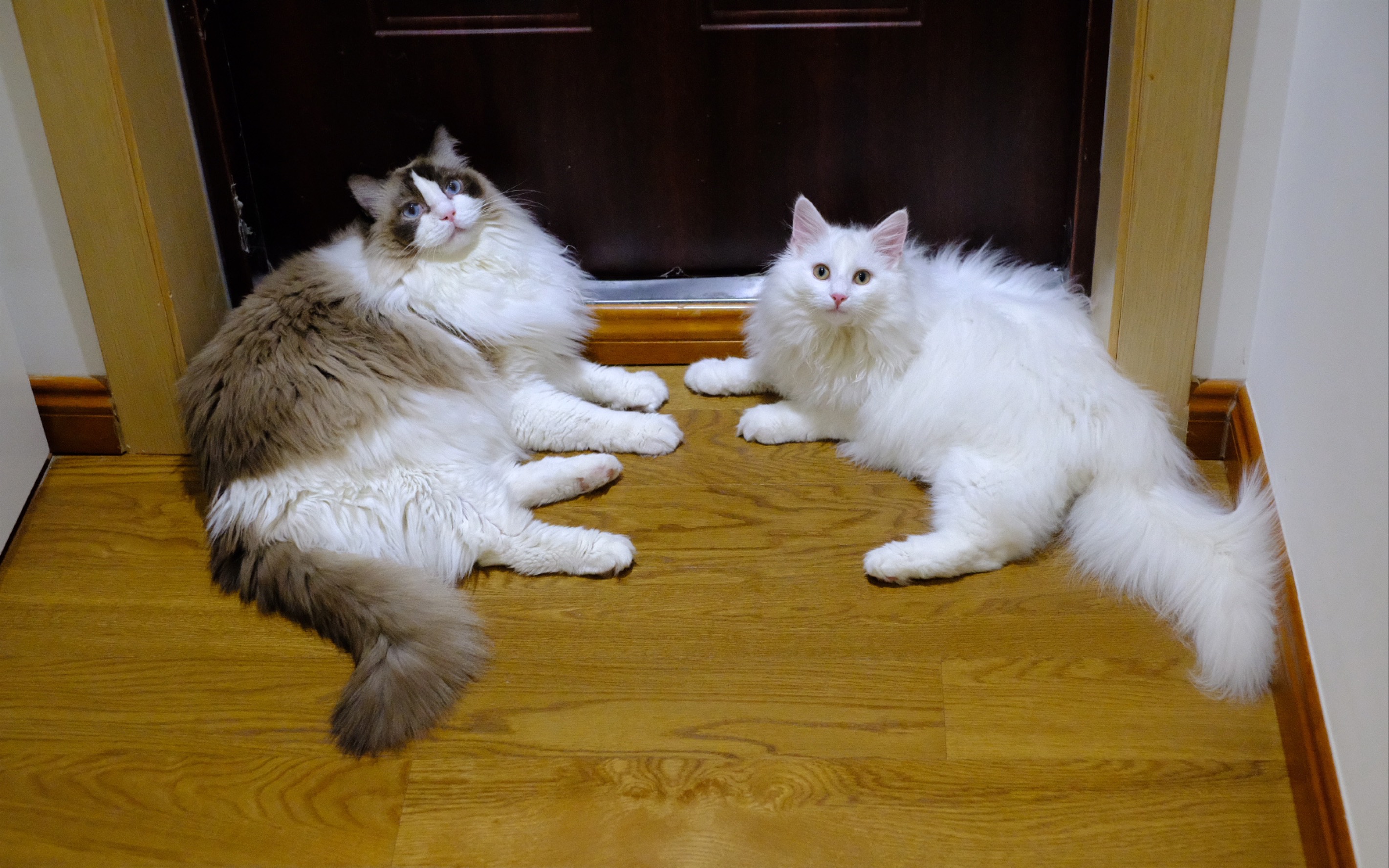 【挪威森林猫×布偶猫】视频对比猫中雷丘和猫中皮卡丘的运动能力