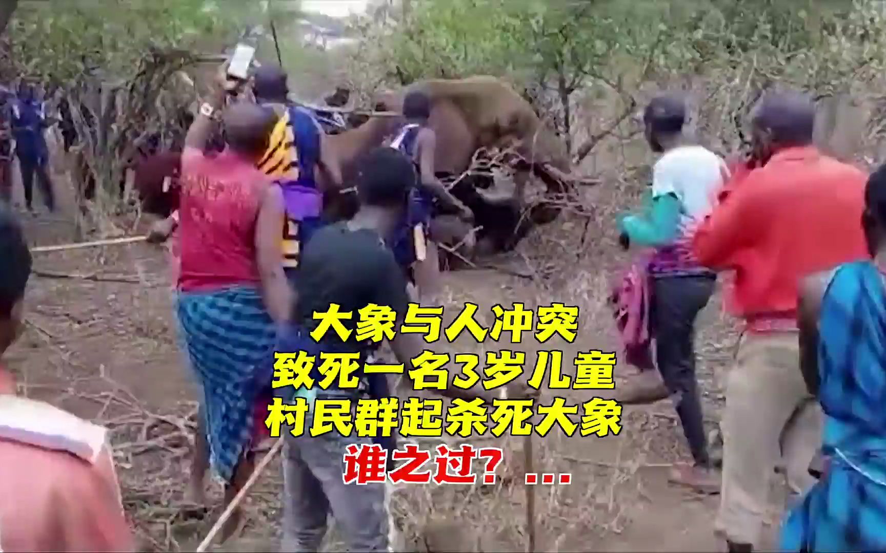 肯尼亚：大象杀死一名儿童 村民群起杀死大象