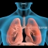 呼吸道中的气管