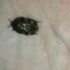 今天在楼上捡到一只金龟，可是不知道它叫什么，有知道的虫友能告诉我一下吗，谢谢。
