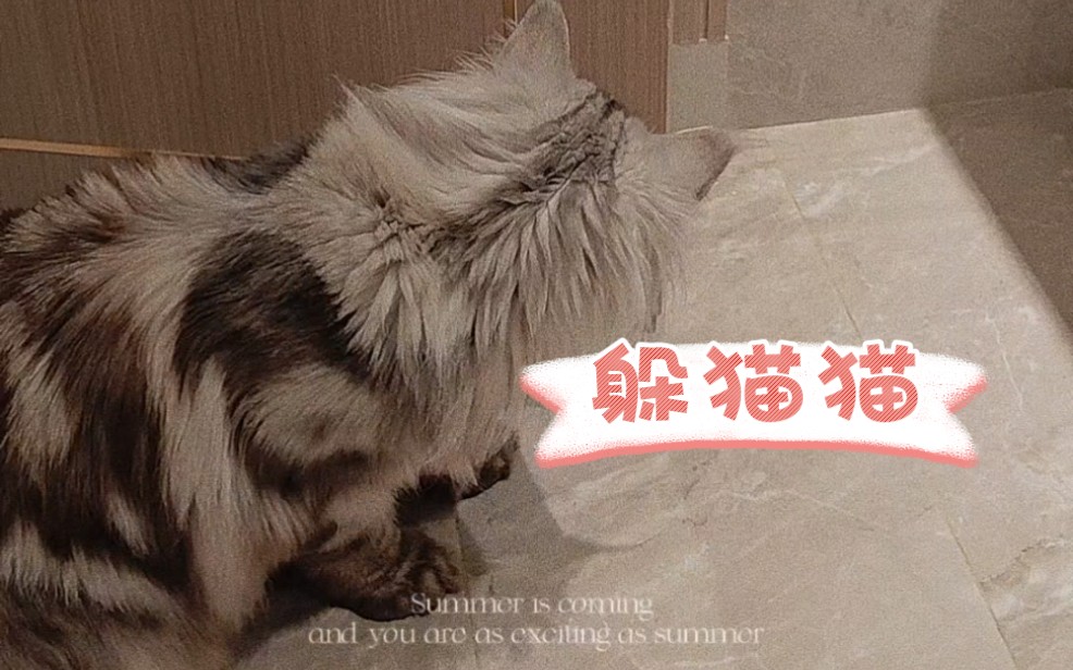 动物世界版的躲猫猫，猫猫狗狗什么的也太可爱了吧，和小朋友有什么区别！